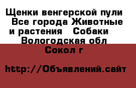 Щенки венгерской пули - Все города Животные и растения » Собаки   . Вологодская обл.,Сокол г.